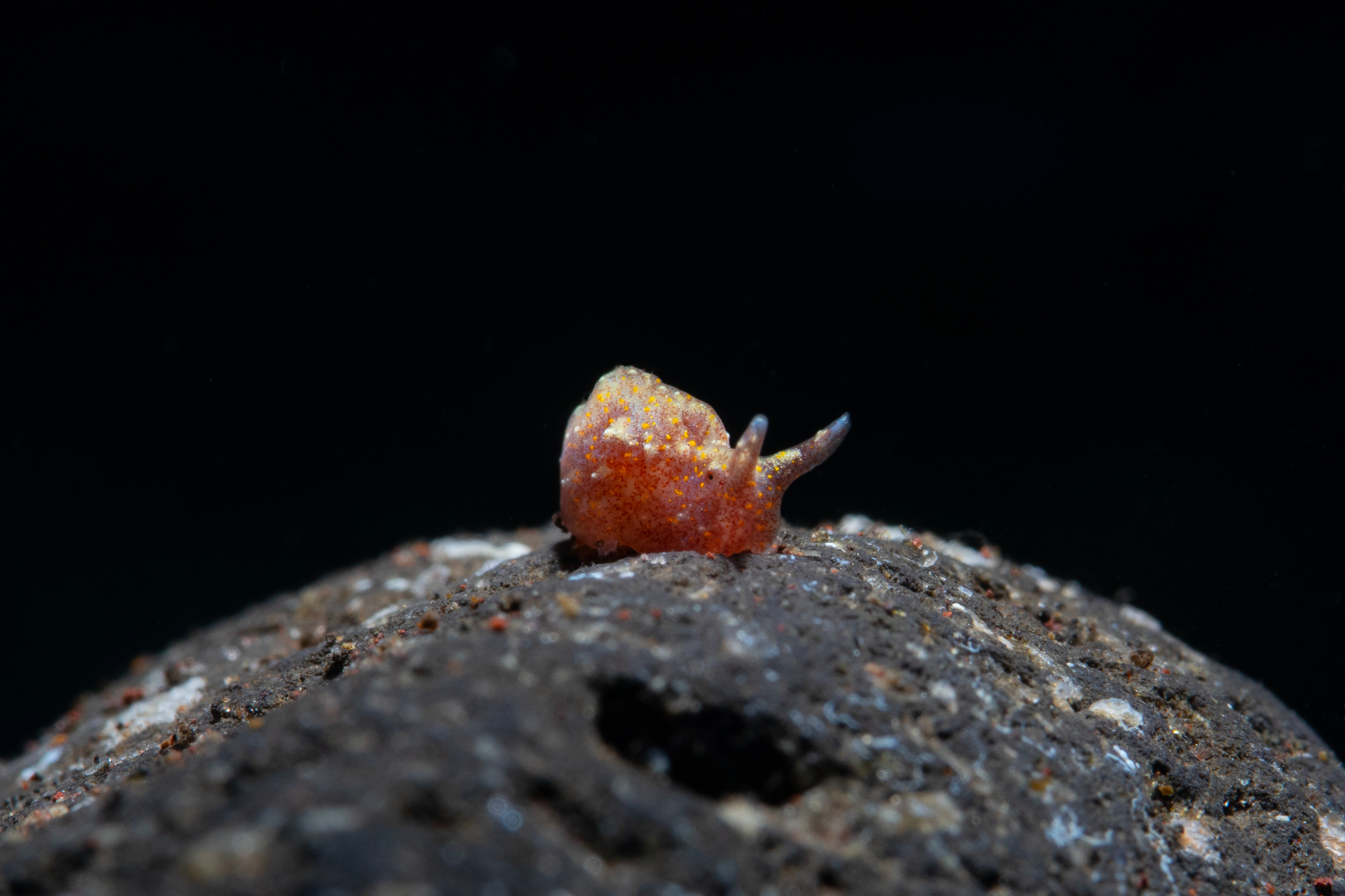 Thordisa bimaculata